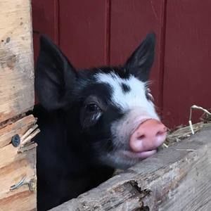 Meet your Posher, Mackenzie